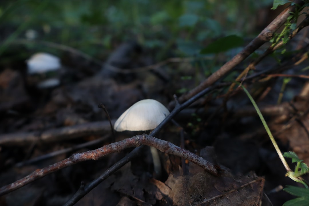 Photo Tocăniță de ciuperci